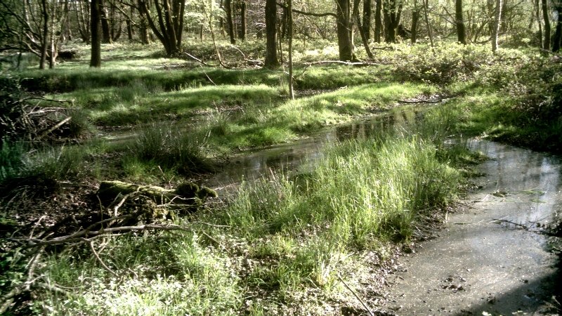 Wassergefüllte Kuhlen zwischen Bäumen und Gräsern in der Bockerter Heide