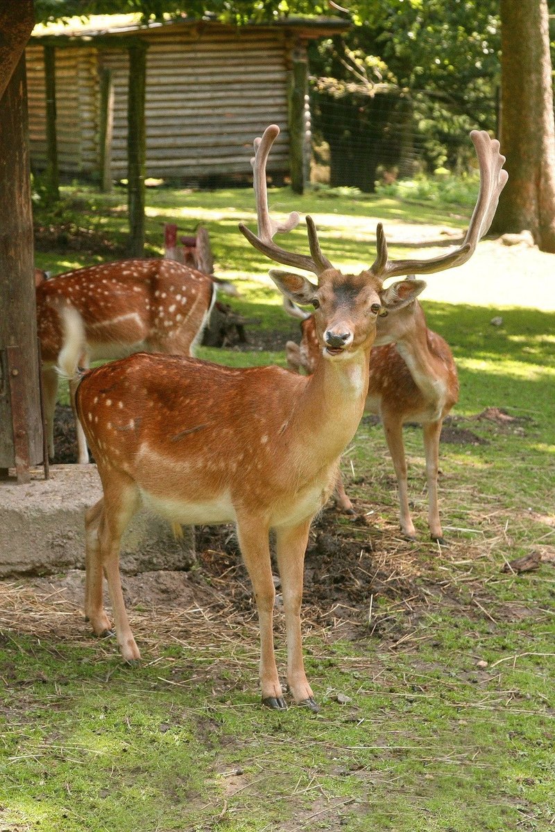 Damwild mit geflecktem Fell und breitem Geweih im Süchtelner Wildgehege