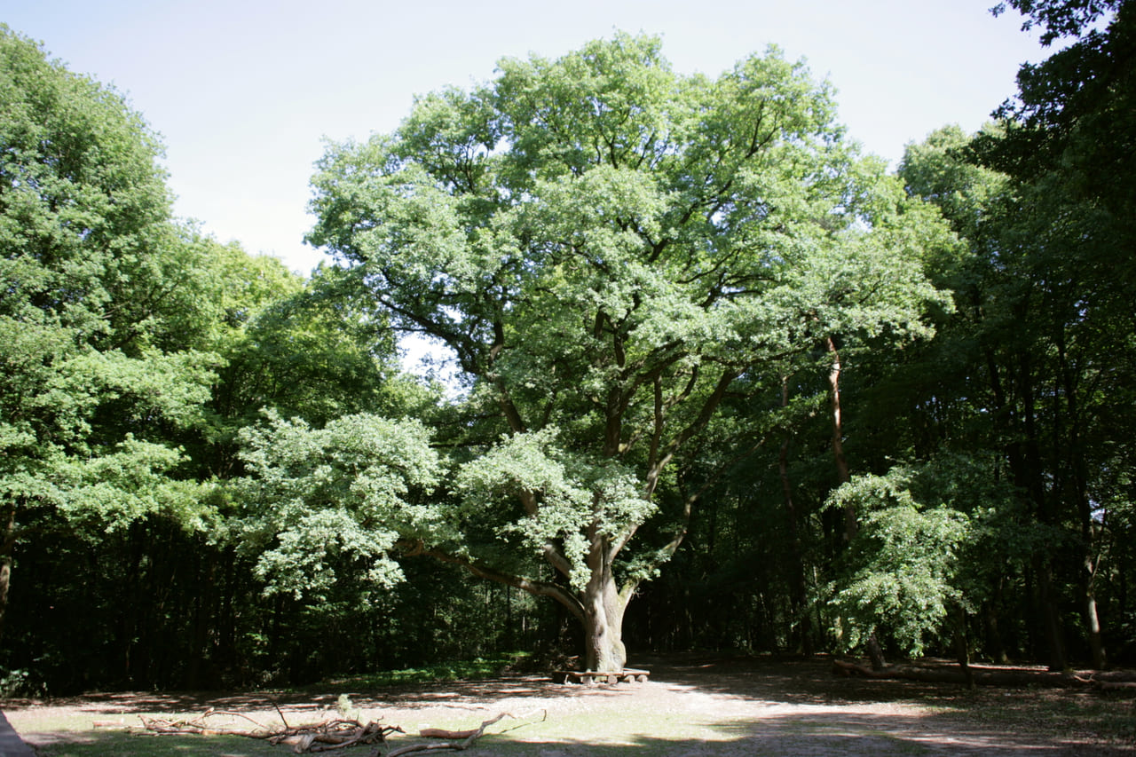 Waldlichtung mit altem Baum im Hohen Busch in Viersen
